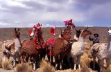 Llamas, Cuzco